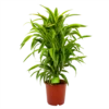 Dracaena Lemon Lime - Vertakt - Drakenbloedboom - P24 H110 - Kamerplant -Plant Benodigdheden Winkel dracaena lemon lime drakenbloedboom p24 h95 4