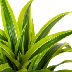 Dracaena Lemon Lime - Vertakt - Drakenbloedboom - P24 H110 - Kamerplant -Plant Benodigdheden Winkel dracaena lemon lime drakenbloedboom p24 h95 5