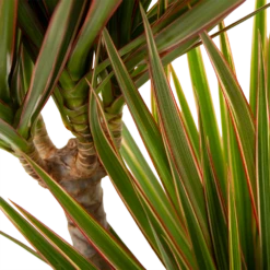 Dracaena Marginata Bicolor - Op Stam - Drakenbloedboom - P24 H120 - Kamerplant -Plant Benodigdheden Winkel dracaena marginata bicolor drakenbloedboom p24 h100 5
