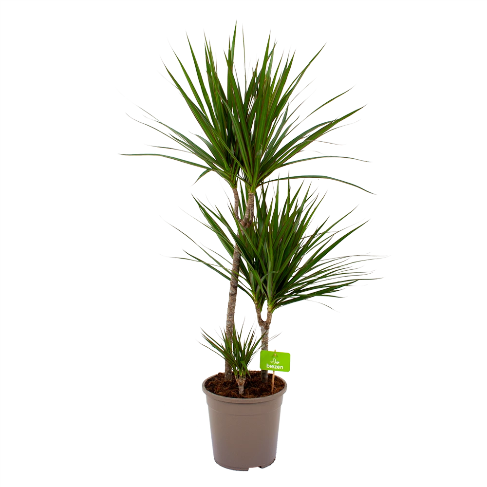 Dracaena Marginata Groen - Op Stam - Drakenbloedboom - P24 H120 - Kamerplant 3 Dracaena Marginata Groen - Op Stam - Drakenbloedboom - P24 H120 - Kamerplant