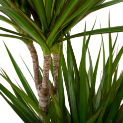 Dracaena Marginata Groen - Op Stam - Drakenbloedboom - P24 H120 - Kamerplant 6 Dracaena Marginata Groen - Op Stam - Drakenbloedboom - P24 H120 - Kamerplant -Plant Benodigdheden Winkel dracaena marginata groen drakenbloedboom p24 h100 5