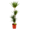 Dracaena Marginata Groen - Op Stam - Drakenbloedboom - P24 H150 - Kamerplant -Plant Benodigdheden Winkel dracaena marginata groen op stam drakenbloedboom p24 h150 4 2