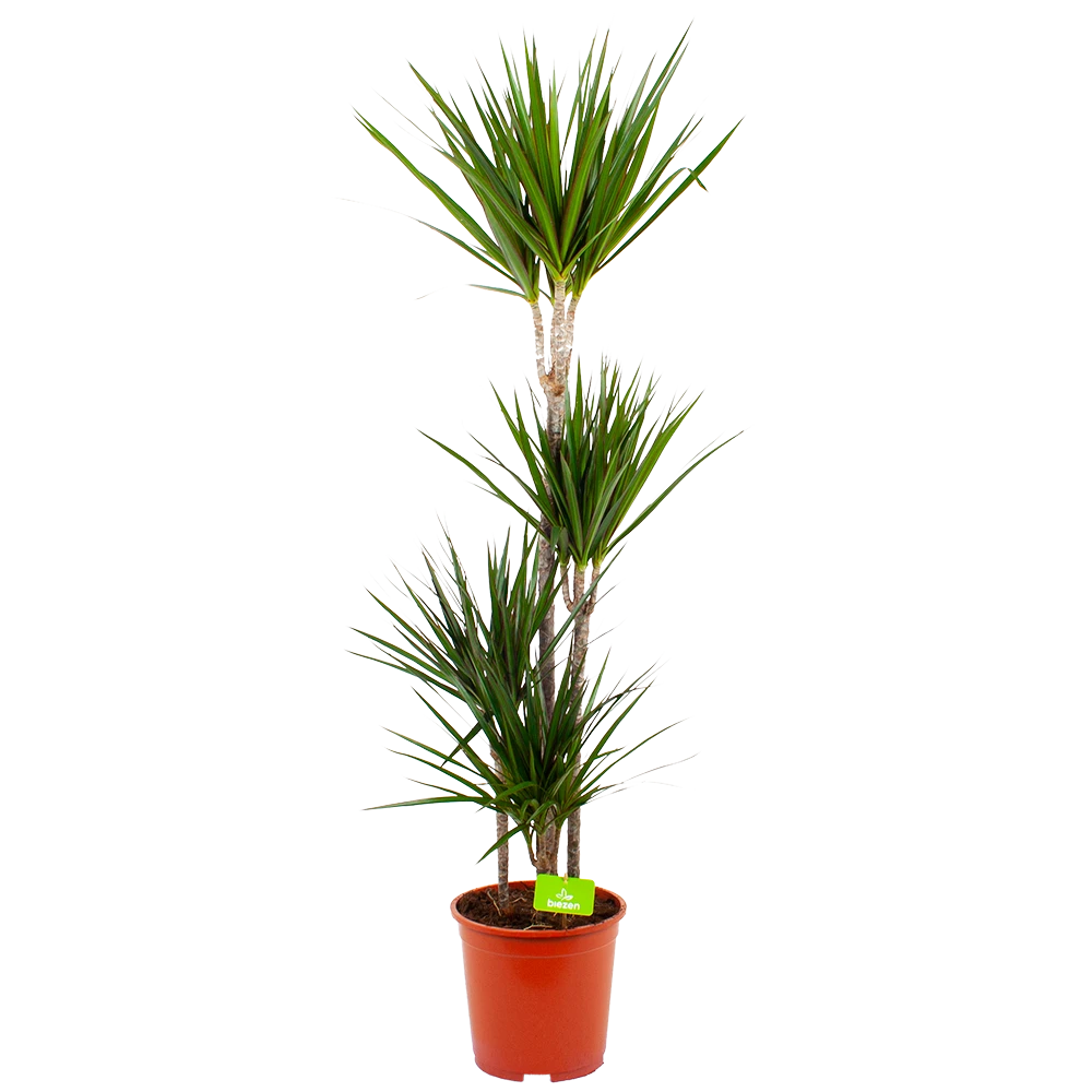 Dracaena Marginata Groen - Op Stam - Drakenbloedboom - P24 H150 - Kamerplant 3 Dracaena Marginata Groen - Op Stam - Drakenbloedboom - P24 H150 - Kamerplant