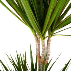 Dracaena Marginata Groen - Op Stam - Drakenbloedboom - P24 H150 - Kamerplant 6 Dracaena Marginata Groen - Op Stam - Drakenbloedboom - P24 H150 - Kamerplant -Plant Benodigdheden Winkel dracaena marginata groen op stam drakenbloedboom p24 h150 5 2