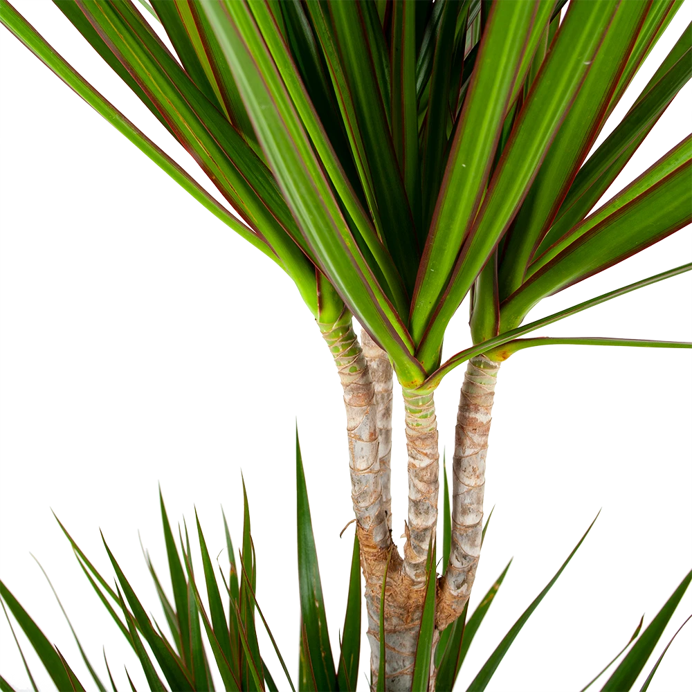 Dracaena Marginata Groen - Op Stam - Drakenbloedboom - P24 H150 - Kamerplant 4 Dracaena Marginata Groen - Op Stam - Drakenbloedboom - P24 H150 - Kamerplant - Afbeelding 2