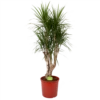 Dracaena Marginata Groen - Vertakt - Drakenbloedboom - P30 H140 - Kamerplant 2 Dracaena Marginata Groen - Vertakt - Drakenbloedboom - P30 H140 - Kamerplant -Plant Benodigdheden Winkel dracaena marginata groen vertakt drakenbloedboom p30 h140 1