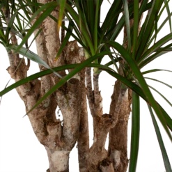 Dracaena Marginata Groen - Vertakt - Drakenbloedboom - P30 H140 - Kamerplant -Plant Benodigdheden Winkel dracaena marginata groen vertakt drakenbloedboom p30 h140 5