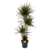 Dracaena Marginata Magenta - Op Stam - Drakenbloedboom - P27 H150 - Kamerplant -Plant Benodigdheden Winkel dracaena marginata magenta op stam drakenbloedboom p27 h150 1