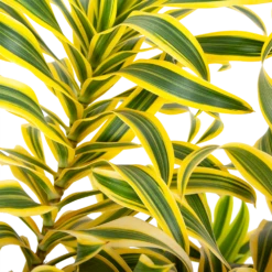 Dracaena Reflexa Song Of India - Vertakt - Drakenbloedboom - P24 H80 - Kamerplant -Plant Benodigdheden Winkel dracaena reflexa song of indiadrakenbloedboom p24 h80 5