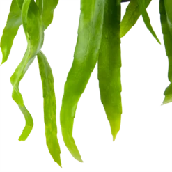 Epiphyllum Pumilum - In Hangpot - P17 H40 - Kamerplant -Plant Benodigdheden Winkel epiphyllum pumilum in hangpot p17 h40 6 1