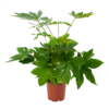 Fatsia Japonica - Vingerplant - P19 H60 - Kamerplant -Plant Benodigdheden Winkel fatsia japonica vingerplant p19 h60 1
