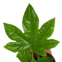 Fatsia Japonica - Vingerplant - P19 H60 - Kamerplant -Plant Benodigdheden Winkel fatsia japonica vingerplant p19 h60 4