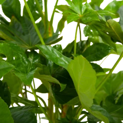 Fatsia Japonica - Vingerplant - P19 H60 - Kamerplant -Plant Benodigdheden Winkel fatsia japonica vingerplant p19 h60 6