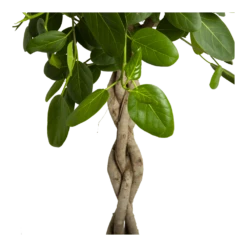 Ficus Benghalensis Audrey Op Gevlochten Stam - Groene Vijg - P40 H175 - Kamerplant -Plant Benodigdheden Winkel ficus benghalensis audrey op gevlochten stam groene vijg p40 h175 3