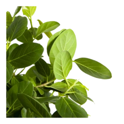 Ficus Benghalensis Audrey Op Stam - Groene Vijg - P31 H120 - Kamerplant -Plant Benodigdheden Winkel ficus benghalensis audrey op stam groene vijg p31 h120 3