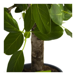 Ficus Benghalensis Audrey Op Stam - Groene Vijg - P31 H120 - Kamerplant -Plant Benodigdheden Winkel ficus benghalensis audrey op stam groene vijg p31 h120 4