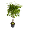 Ficus Benjamina Exotica Op Gevlochten Stam - Treurvijg - P24 H100 - Kamerplant 2 Ficus Benjamina Exotica Op Gevlochten Stam - Treurvijg - P24 H100 - Kamerplant -Plant Benodigdheden Winkel ficus benjamina exotica op gevlochten stam treurvijg p24 h100 1