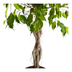 Ficus Benjamina Exotica Op Gevlochten Stam - Treurvijg - P24 H100 - Kamerplant -Plant Benodigdheden Winkel ficus benjamina exotica op gevlochten stam treurvijg p24 h100 3