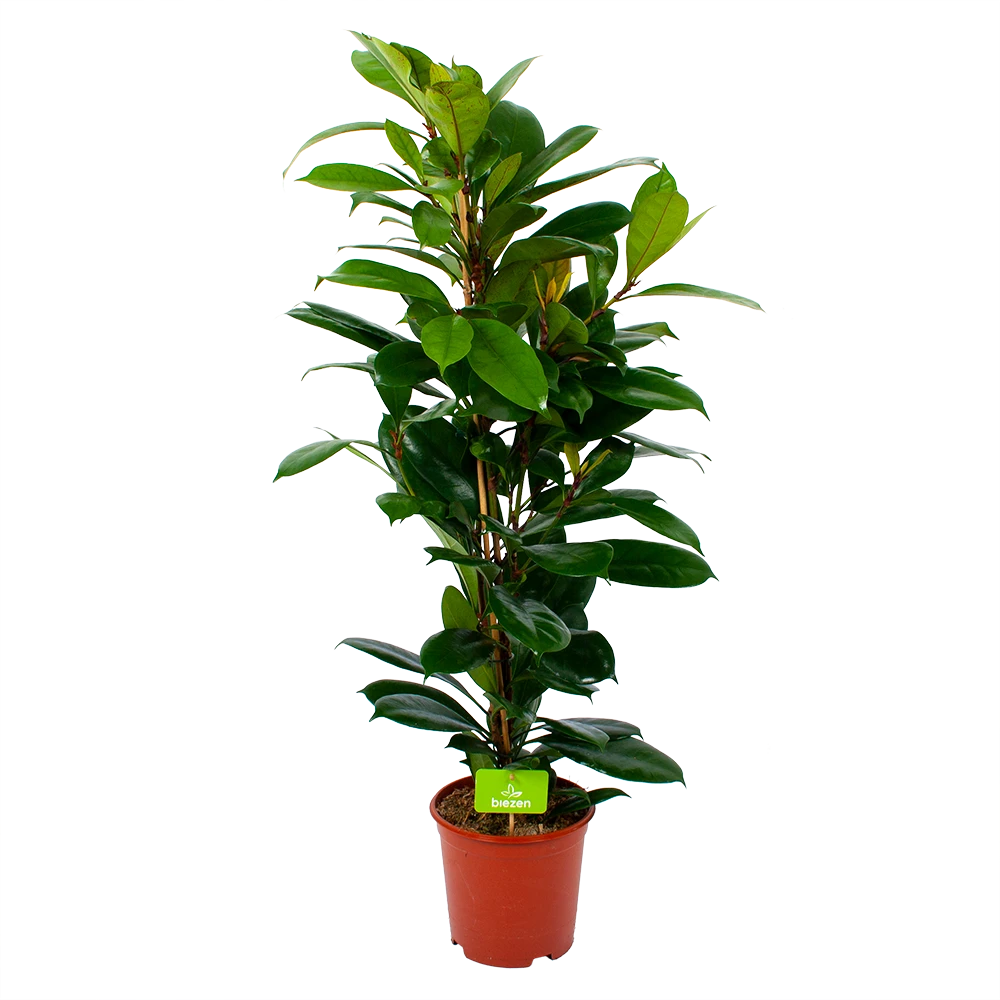 Ficus Cyathistipula - Groene Vijg - Toef - P21 H105 - Kamerplant