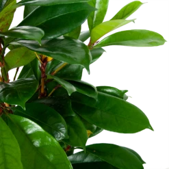 Ficus Cyathistipula - Groene Vijg - Toef - P21 H105 - Kamerplant -Plant Benodigdheden Winkel ficus cyathistipula groene vijg toef p21 h105 5 1