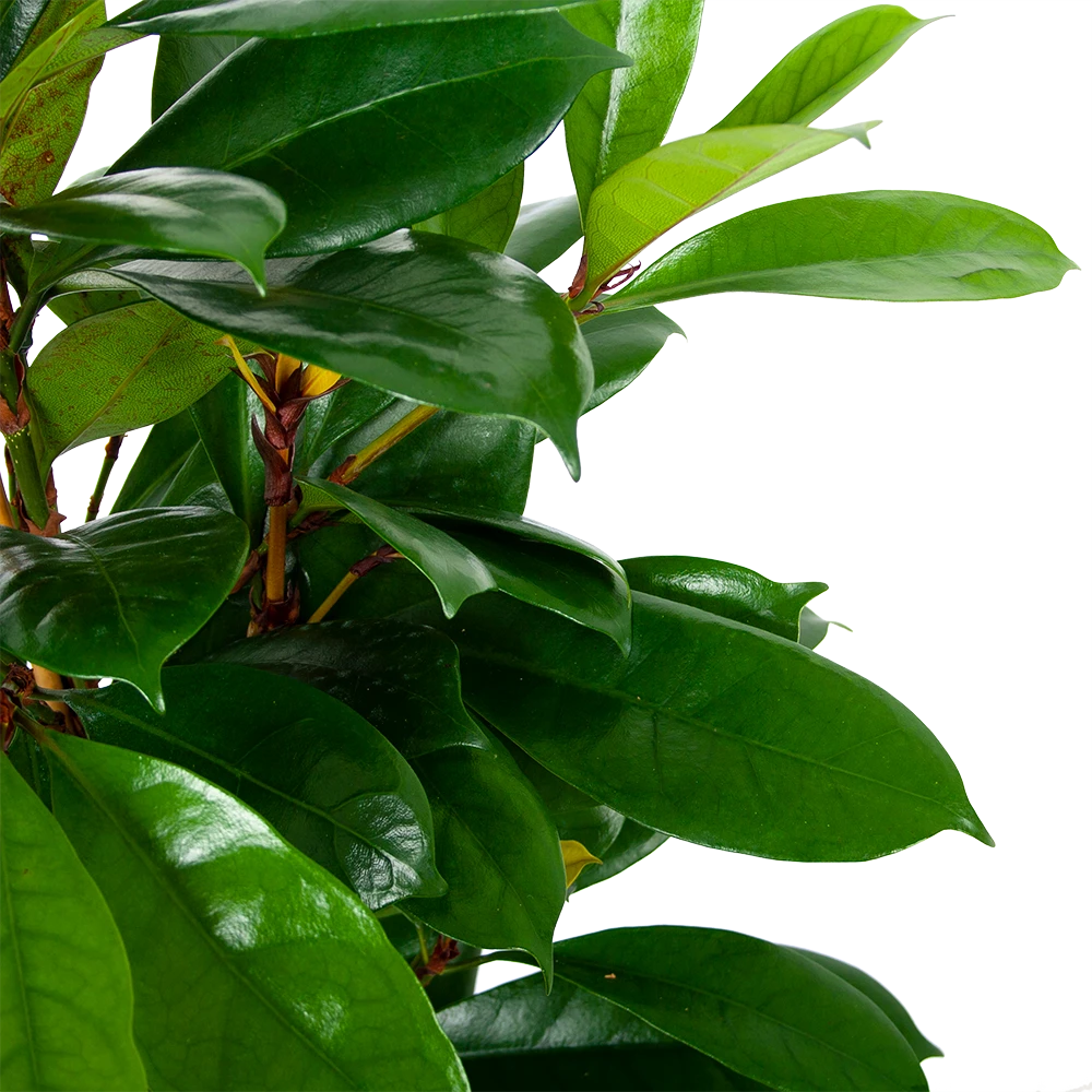 Ficus Cyathistipula - Groene Vijg - Toef - P21 H105 - Kamerplant - Afbeelding 2