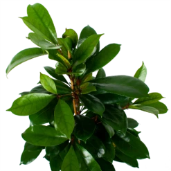 Ficus Cyathistipula - Groene Vijg - Toef - P21 H105 - Kamerplant -Plant Benodigdheden Winkel ficus cyathistipula groene vijg toef p21 h105 6 1