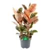 Ficus Elastica Belize - Rubberboom - P27 H100 - Kamerplant -Plant Benodigdheden Winkel ficus elastica belize rubberboom p27 h100 1