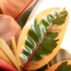 Ficus Elastica Belize - Rubberboom - P27 H100 - Kamerplant -Plant Benodigdheden Winkel ficus elastica belize rubberboom p27 h100 6