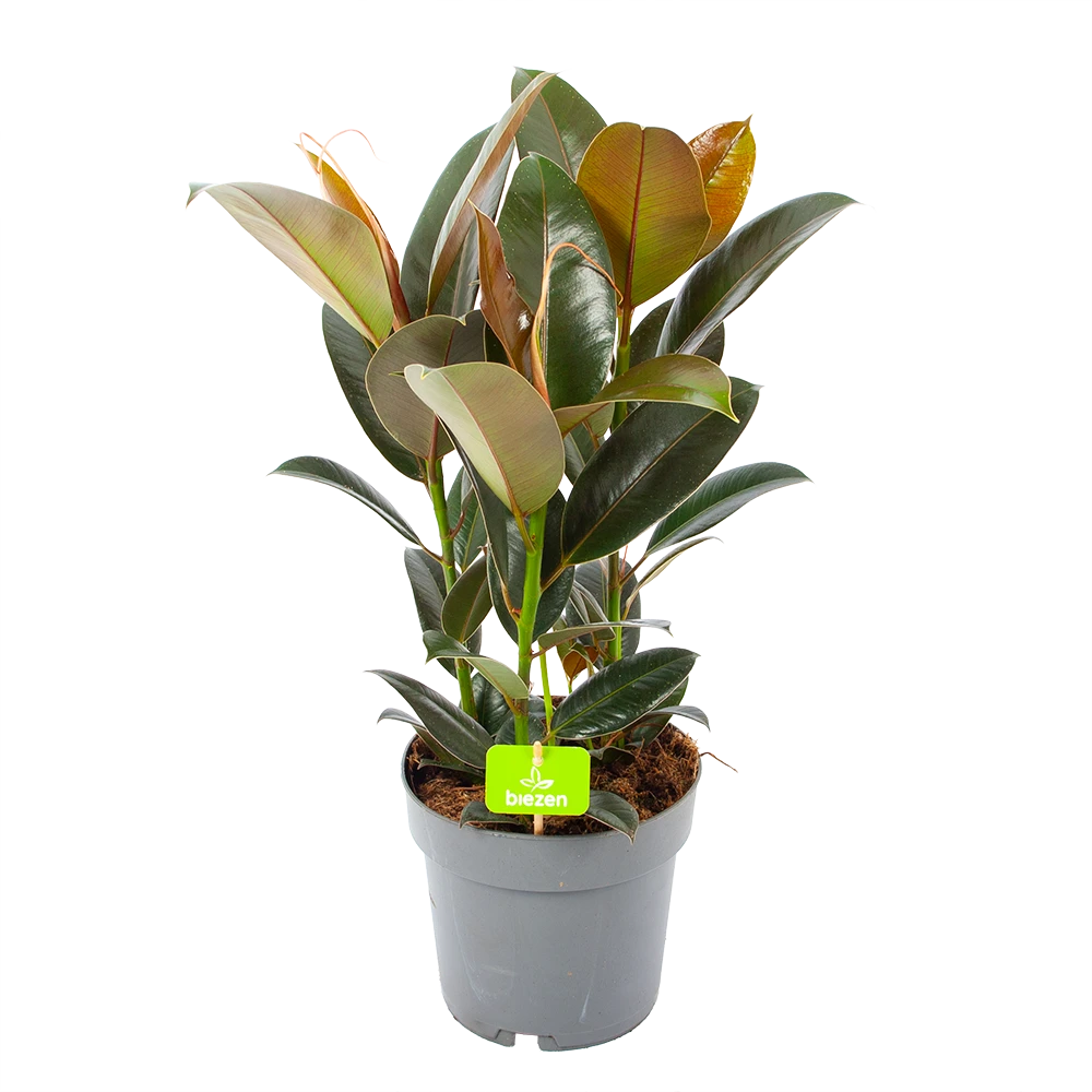 Ficus Elastica Melany - Rubberboom - P19 H55 - Kamerplant 3 Ficus Elastica Melany - Rubberboom - P19 H55 - Kamerplant