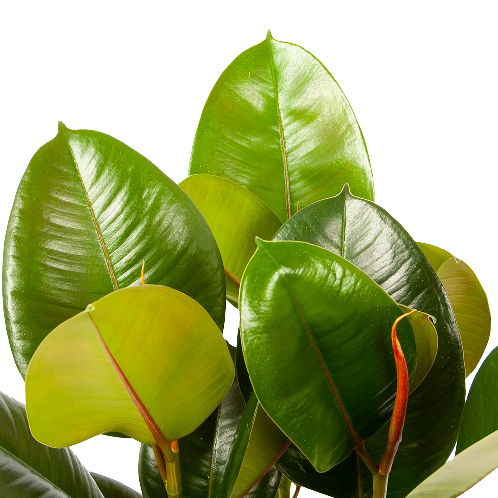 Ficus Elastica Robusta - Rubberboom - P19 H55 - Kamerplant 3 Ficus Elastica Robusta - Rubberboom - P19 H55 - Kamerplant - Afbeelding 2