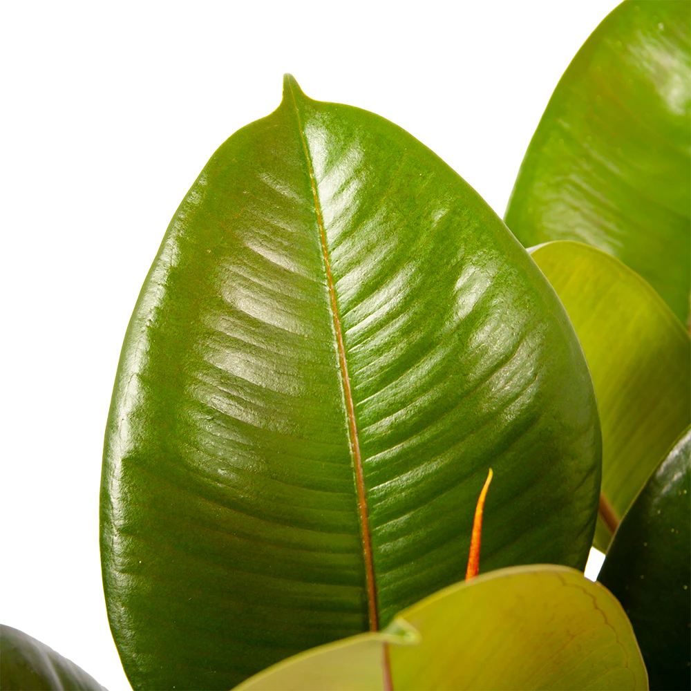 Ficus Elastica Robusta - Rubberboom - P19 H55 - Kamerplant 4 Ficus Elastica Robusta - Rubberboom - P19 H55 - Kamerplant - Afbeelding 3