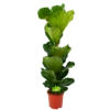 Ficus Lyrata - Tabaksplant - Toef - P21 H90 - Kamerplant -Plant Benodigdheden Winkel ficus lyrata tabaksplant toef p21 h90 1 1