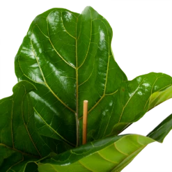 Ficus Lyrata - Tabaksplant - Toef - P21 H90 - Kamerplant -Plant Benodigdheden Winkel ficus lyrata tabaksplant toef p21 h90 5 1