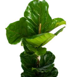 Ficus Lyrata - Tabaksplant - Toef - P21 H90 - Kamerplant -Plant Benodigdheden Winkel ficus lyrata tabaksplant toef p21 h90 6 1