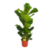 Ficus Lyrata - Tabaksplant - Toef - P24 H120 - Kamerplant -Plant Benodigdheden Winkel ficus lyrata tabaksplant toef p24 h120 1