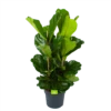 Ficus Lyrata - Tabaksplant - Toef - P34 H120 - Kamerplant -Plant Benodigdheden Winkel ficus lyrata tabaksplant toef p34 h120 1 3