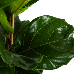 Ficus Lyrata - Tabaksplant - Toef - P34 H120 - Kamerplant -Plant Benodigdheden Winkel ficus lyrata tabaksplant toef p34 h120 4 2