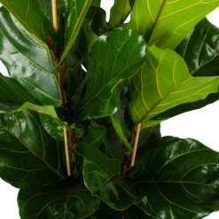 Ficus Lyrata - Tabaksplant - Toef - P34 H120 - Kamerplant -Plant Benodigdheden Winkel ficus lyrata tabaksplant toef p34 h120 5 3