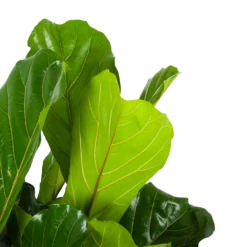 Ficus Lyrata - Tabaksplant - Toef - P34 H120 - Kamerplant -Plant Benodigdheden Winkel ficus lyrata tabaksplant toef p34 h120 6 3
