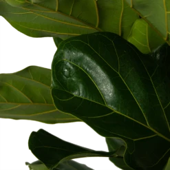 Ficus Lyrata - Tabaksplant - Toef - P35 H150 - Kamerplant 7 Ficus Lyrata - Tabaksplant - Toef - P35 H150 - Kamerplant -Plant Benodigdheden Winkel ficus lyrata tabaksplant toef p35 h150 5