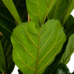 Ficus Lyrata - Tabaksplant - Toef - P35 H150 - Kamerplant 8 Ficus Lyrata - Tabaksplant - Toef - P35 H150 - Kamerplant -Plant Benodigdheden Winkel ficus lyrata tabaksplant toef p35 h150 6
