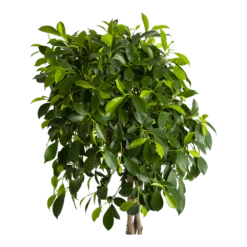 Ficus Microcarpa Nitida Op Gevlochten Stam - Treurvijg - P24 H100 - Kamerplant -Plant Benodigdheden Winkel ficus microcarpa nitida op gevlochten stam treurvijg p24 h100 2