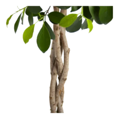 Ficus Microcarpa Nitida Op Gevlochten Stam - Treurvijg - P24 H100 - Kamerplant -Plant Benodigdheden Winkel ficus microcarpa nitida op gevlochten stam treurvijg p24 h100 3