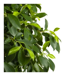 Ficus Microcarpa Nitida Op Gevlochten Stam - Treurvijg - P24 H100 - Kamerplant -Plant Benodigdheden Winkel ficus microcarpa nitida op gevlochten stam treurvijg p24 h100 4