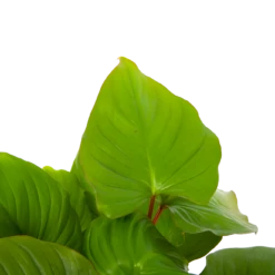 Homalomena Rubescens 'Maggy' - P19 H60 - Kamerplant -Plant Benodigdheden Winkel homalomena rubescens maggy p19 h60 5 2