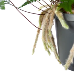 Humata Tyermannii - In Hangpot - P17 H30 - Kamerplant -Plant Benodigdheden Winkel humata tyermannii in hangpot p17 h30 6