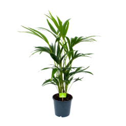 Kentiapalm - Howea Forsteriana - P19 H80 - Kamerplant
