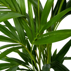 Kentiapalm - Howea Forsteriana - P19 H80 - Kamerplant -Plant Benodigdheden Winkel kentiapalm howea forsteriana p19 h80 6