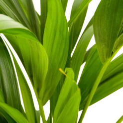 Kentiapalm - Howea Forsteriana - P21 H100 - Kamerplant -Plant Benodigdheden Winkel kentiapalm howea forsteriana p21 h100 5