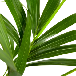 Kentiapalm - Howea Forsteriana - P21 H140 - Kamerplant -Plant Benodigdheden Winkel kentiapalm howea forsteriana p21 h140 5
